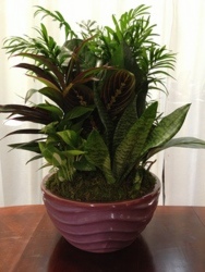 Dish Garden 2 Dish Garden 2